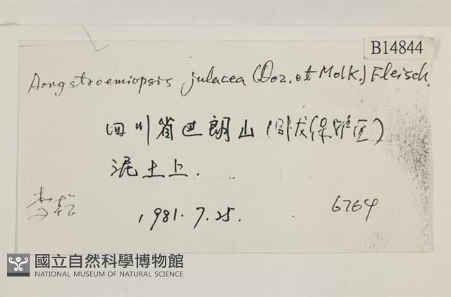 擬昂氏蘚藏品圖，第2張