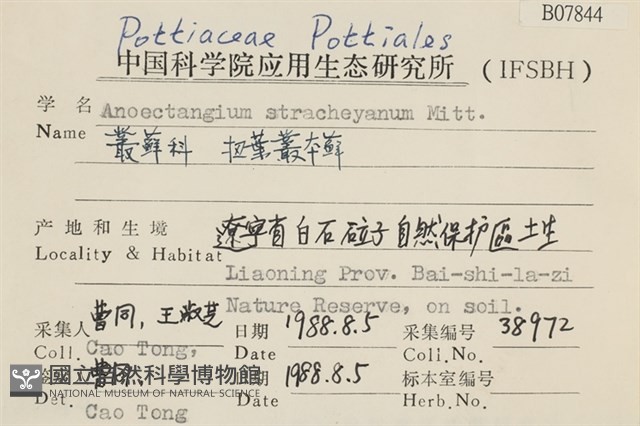 扭葉叢本蘚藏品圖，第2張