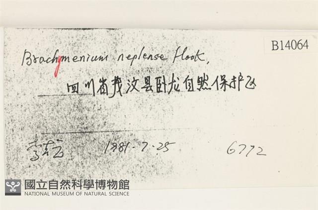 那霸短月蘚藏品圖，第2張