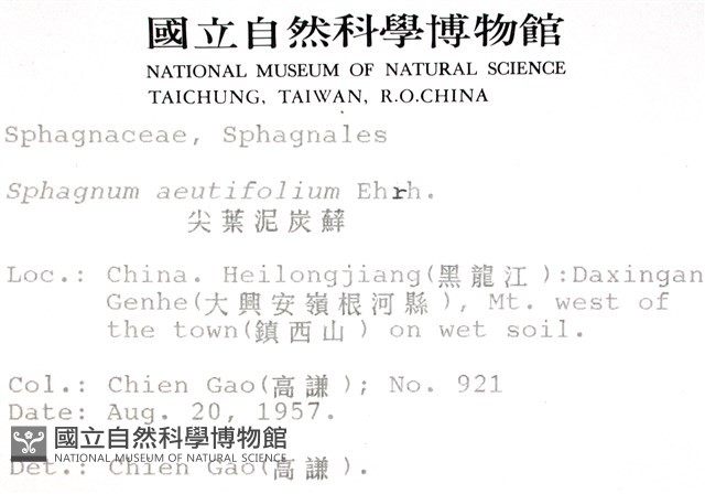 銳葉泥炭蘚藏品圖，第2張