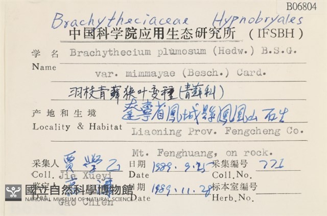 羽枝青蘚狹葉變種藏品圖，第2張