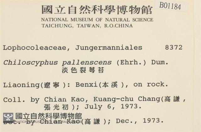 淡色裂萼苔藏品圖，第2張