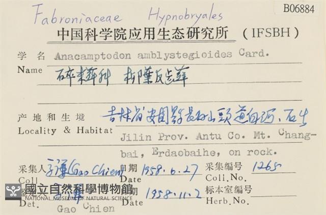 柳葉反齒蘚藏品圖，第2張