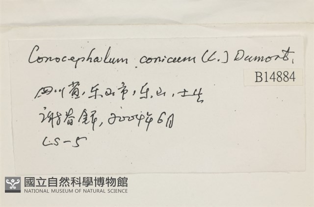 蛇苔藏品圖，第2張