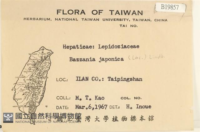 日本鞭苔藏品圖，第2張