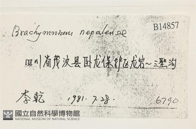 那霸短月蘚藏品圖，第2張