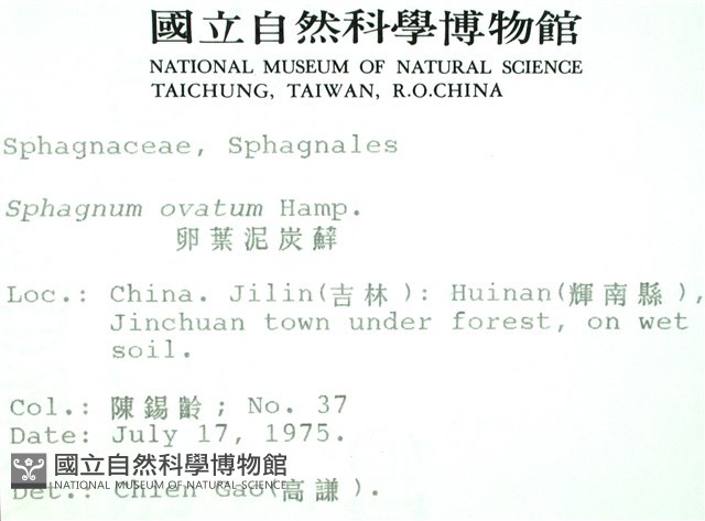 卵葉泥炭蘚藏品圖，第2張