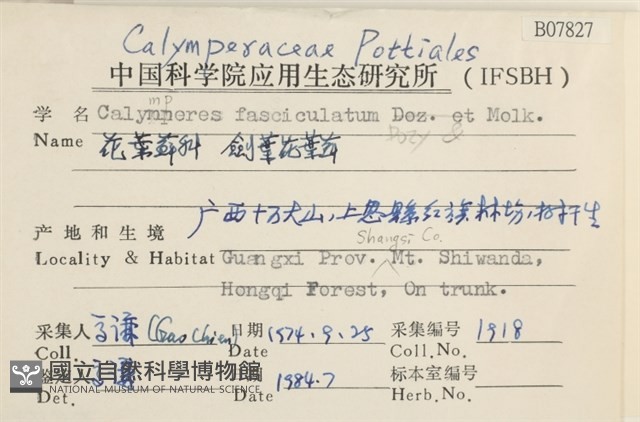 劍葉花葉蘚藏品圖，第2張