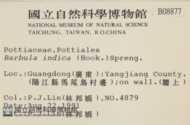 印度扭口蘚藏品圖，第2張