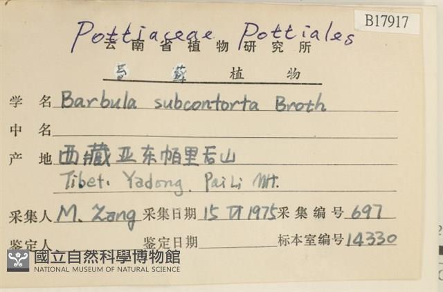 狹葉扭口蘚藏品圖，第2張