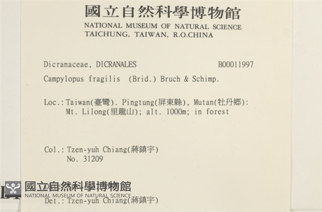 脆枝曲柄蘚藏品圖，第2張