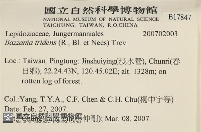 鞭苔,三裂鞭苔藏品圖，第2張