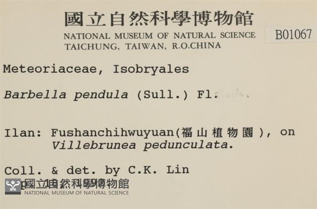 多疣懸蘚藏品圖，第2張