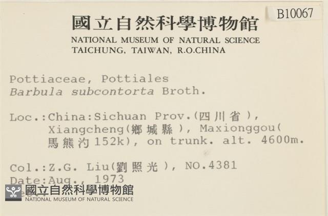 狹葉扭口蘚藏品圖，第2張