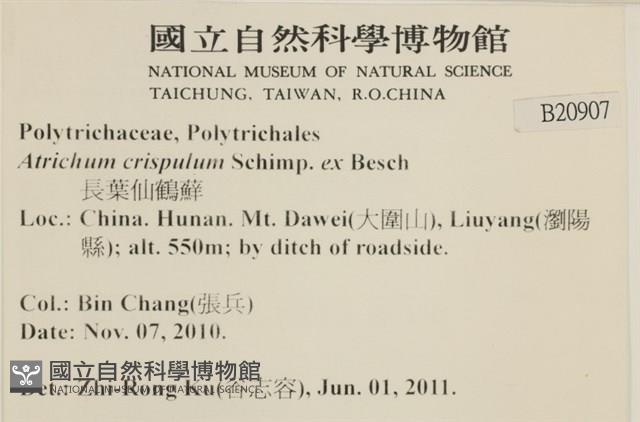卷葉仙鶴蘚藏品圖，第2張