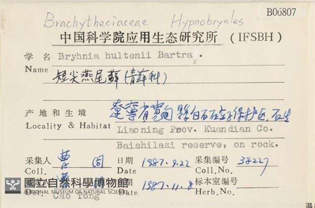 短尖燕尾蘚藏品圖，第2張