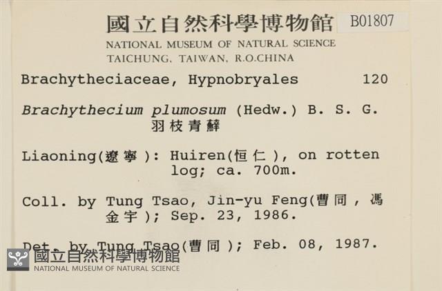 羽枝青蘚藏品圖，第2張