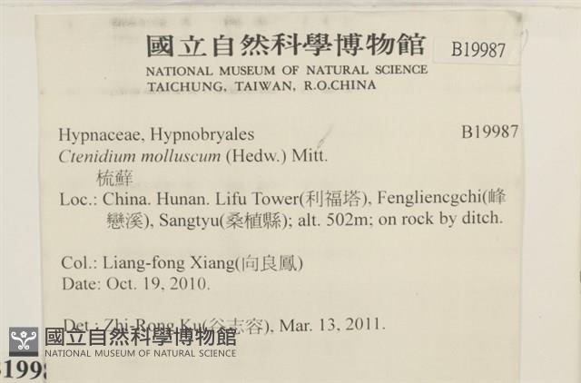 柔軟櫛葉蘚藏品圖，第2張