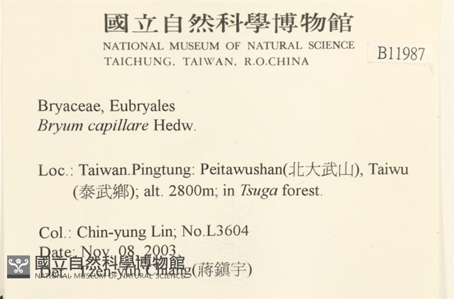 細葉真蘚藏品圖，第2張