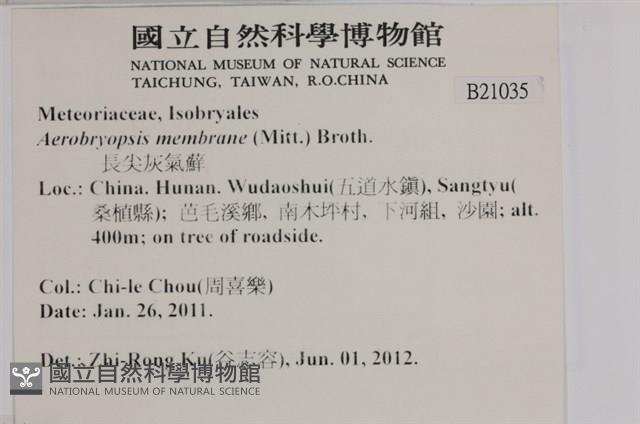 長尖灰氣蘚藏品圖，第2張