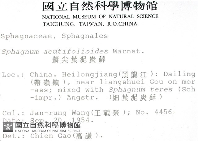 擬尖葉泥炭蘚藏品圖，第2張