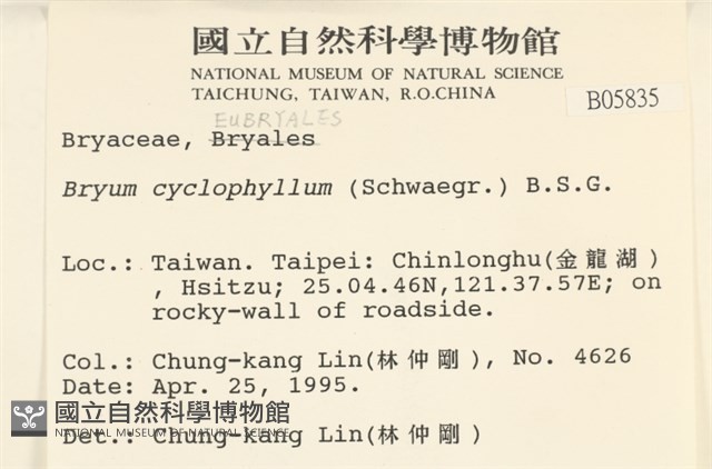 圓葉真蘚藏品圖，第2張