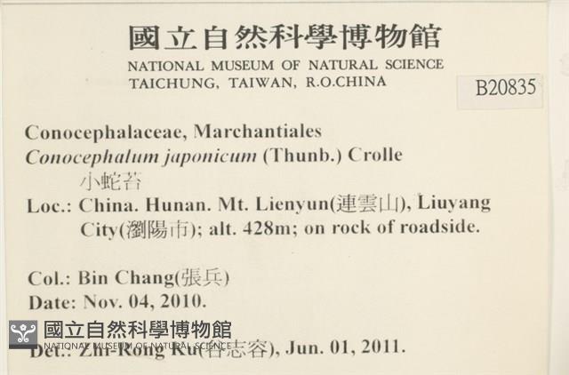 日本蛇苔藏品圖，第2張