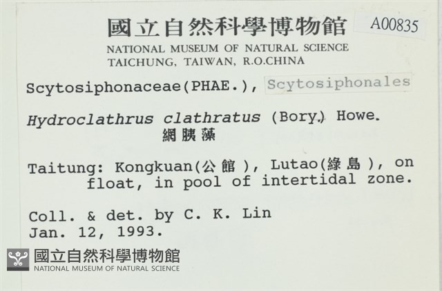 網胰藻藏品圖，第2張