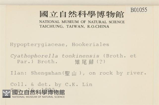 粗齒雉尾蘚藏品圖，第2張