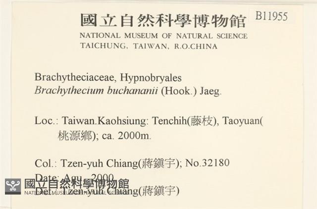 細枝青蘚藏品圖，第2張