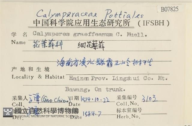 細花葉蘚藏品圖，第2張