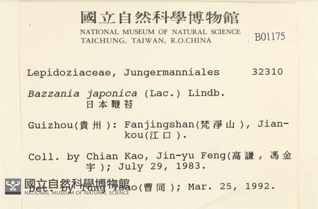 日本鞭苔藏品圖，第2張