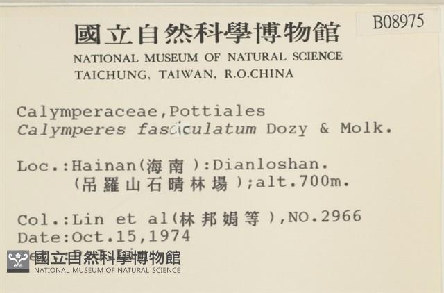 劍葉花葉蘚藏品圖，第2張