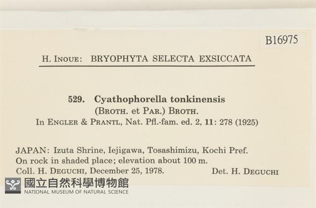 粗齒雉尾蘚藏品圖，第2張