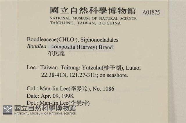 布氏藻藏品圖，第2張