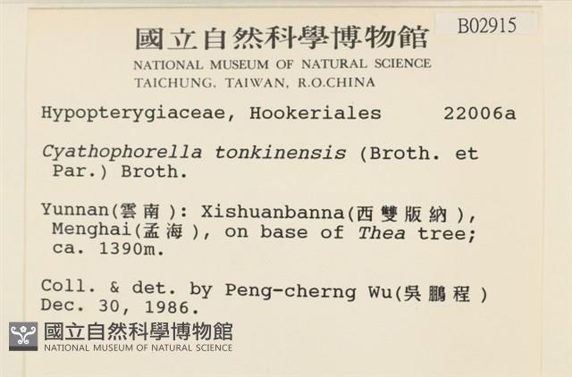 粗齒雉尾蘚藏品圖，第2張