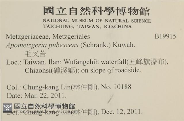 毛擬叉苔藏品圖，第2張