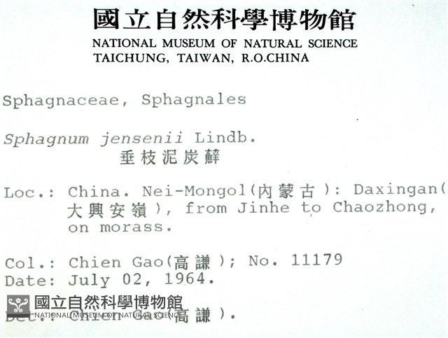 垂枝泥炭蘚藏品圖，第2張