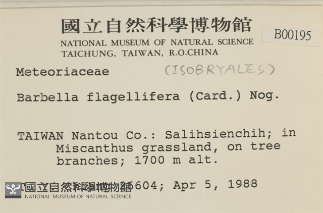 鞭枝懸蘚藏品圖，第2張