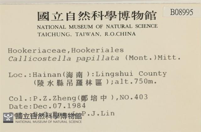 強肋蘚藏品圖，第2張