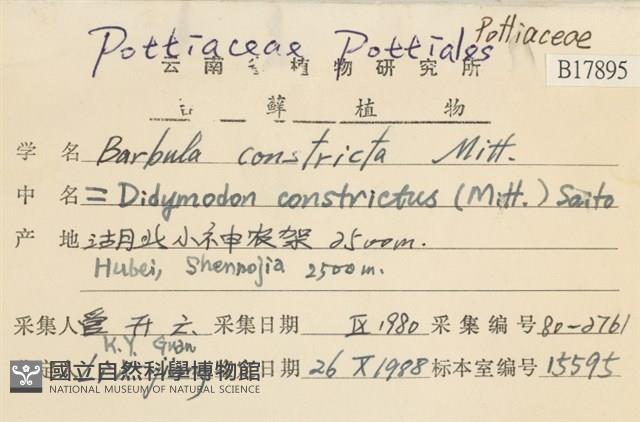 尖葉扭口蘚藏品圖，第2張