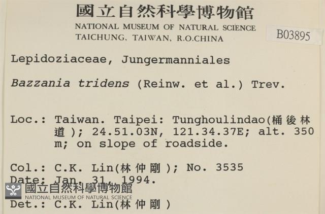 鞭苔,三裂鞭苔藏品圖，第2張