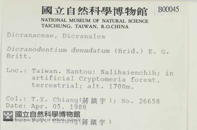 青毛苔藏品圖，第2張
