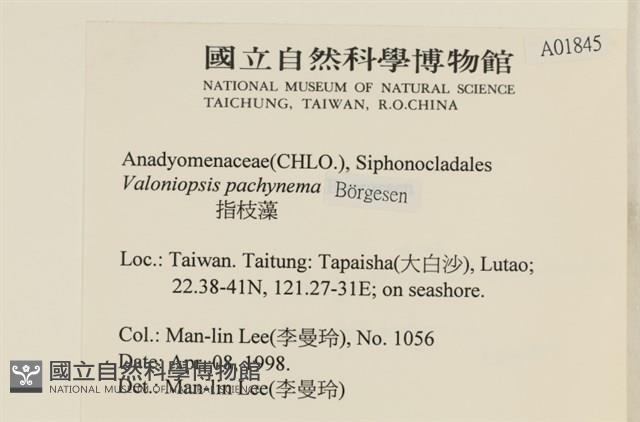 指枝藻藏品圖，第2張