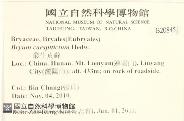 叢生真蘚藏品圖，第2張