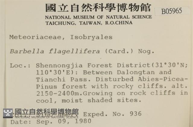 鞭枝懸蘚藏品圖，第2張