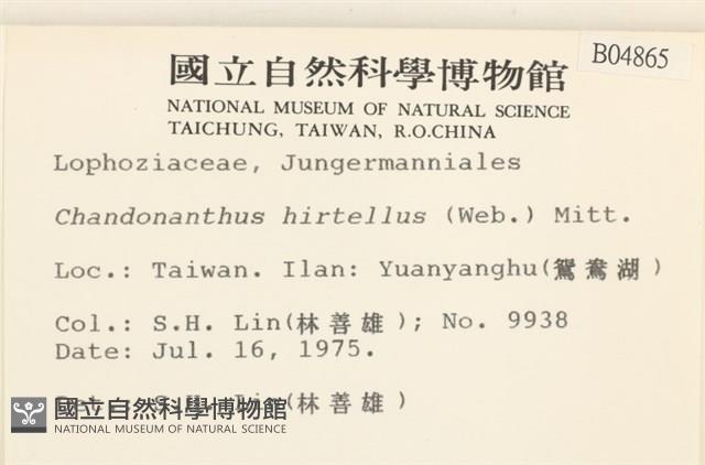 齒邊廣萼苔藏品圖，第2張