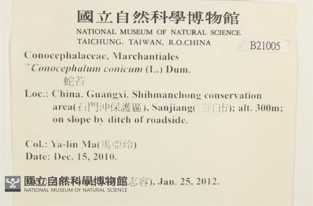 蛇苔藏品圖，第2張