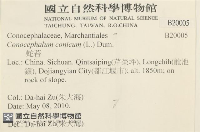 蛇苔藏品圖，第2張