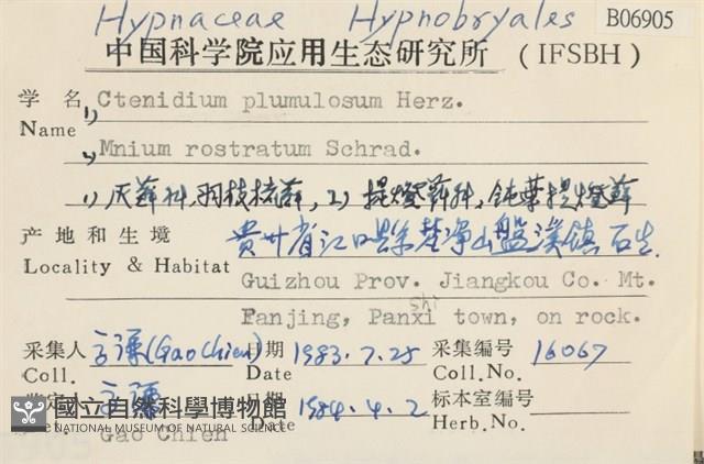 羽枝梳蘚藏品圖，第2張